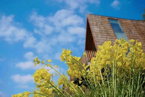 睡進(jìn)至美樹屋，驚艷一整個春天 鼻祖級油菜花海之旅