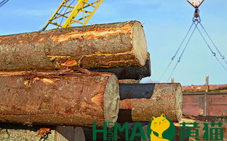 黃貓木業(yè) 以匠心與自然共筑健康環(huán)保家居，盆景為生活點(diǎn)睛